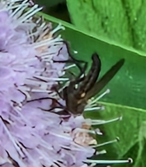 Empis livida