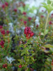 Kalmia procumbens