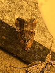 Elaphria chalcedonia