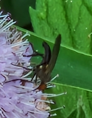 Empis livida