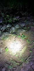 Bungarus multicinctus wanghaotingi