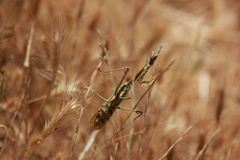 Empusa fasciata