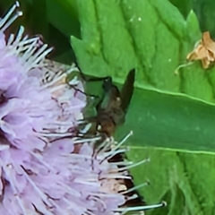 Empis livida