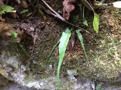 Asplenium rhizophyllum