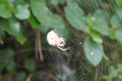Araneus pallidus