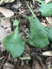 Packera obovata