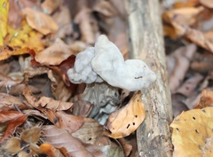Helvella lacunosa