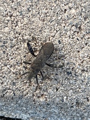 Heegeria tangirica
