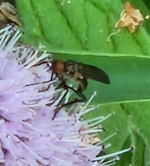 Empis livida