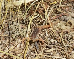 Aegaeobuthus gibbosus