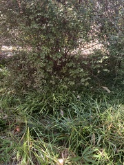 Tamias striatus