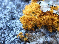 Polycauliona candelaria