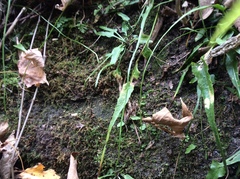 Asplenium rhizophyllum