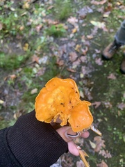 Cantharellus flavolateritius