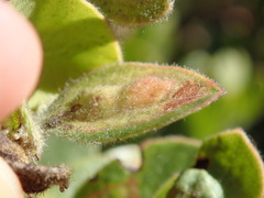 Exobasidium arctostaphyli