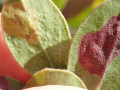 Exobasidium arctostaphyli