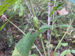 Neolasioptera perfoliata