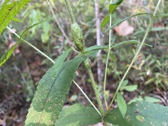 Neolasioptera perfoliata