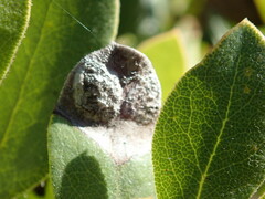 Exobasidium arctostaphyli
