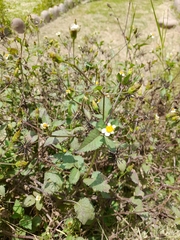 Bidens odorata