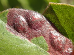 Exobasidium arctostaphyli