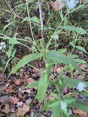 Neolasioptera perfoliata