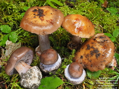 Phlegmacium camptoros