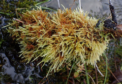 Brachythecium rivulare