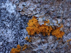 Polycauliona candelaria