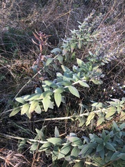 Lithospermum occidentale