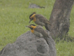 Colaptes campestris campestris