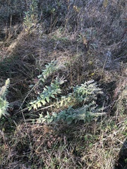 Lithospermum occidentale