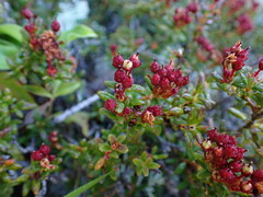 Kalmia procumbens