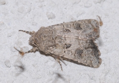 Anarta sodae