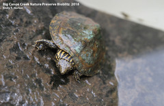 Sternotherus peltifer