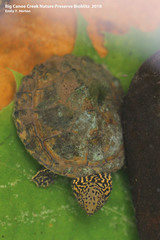 Sternotherus peltifer