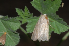 Mythimna sicula