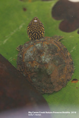 Sternotherus peltifer
