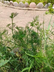 Cyclospermum leptophyllum