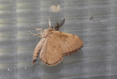 Lymantria dispar