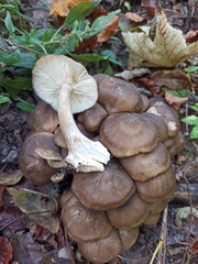 Lyophyllum