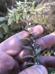 Lithospermum occidentale