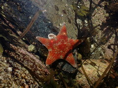 Dermasterias imbricata