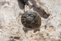 Tartessiberus cilbanus