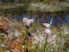 Eriophorum angustifolium