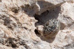 Tartessiberus cilbanus