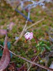 Vaccinium oxycoccos