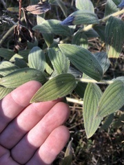 Lithospermum occidentale