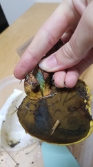 Buchwaldoboletus sphaerocephalus