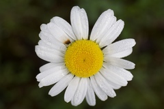 Matricaria chamomilla